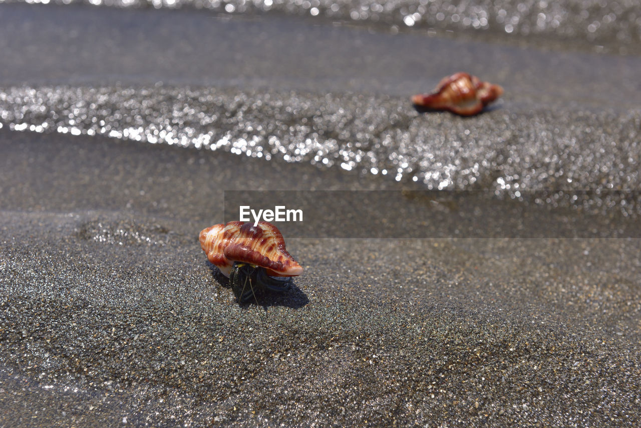 CLOSE-UP OF CRAB AT BEACH