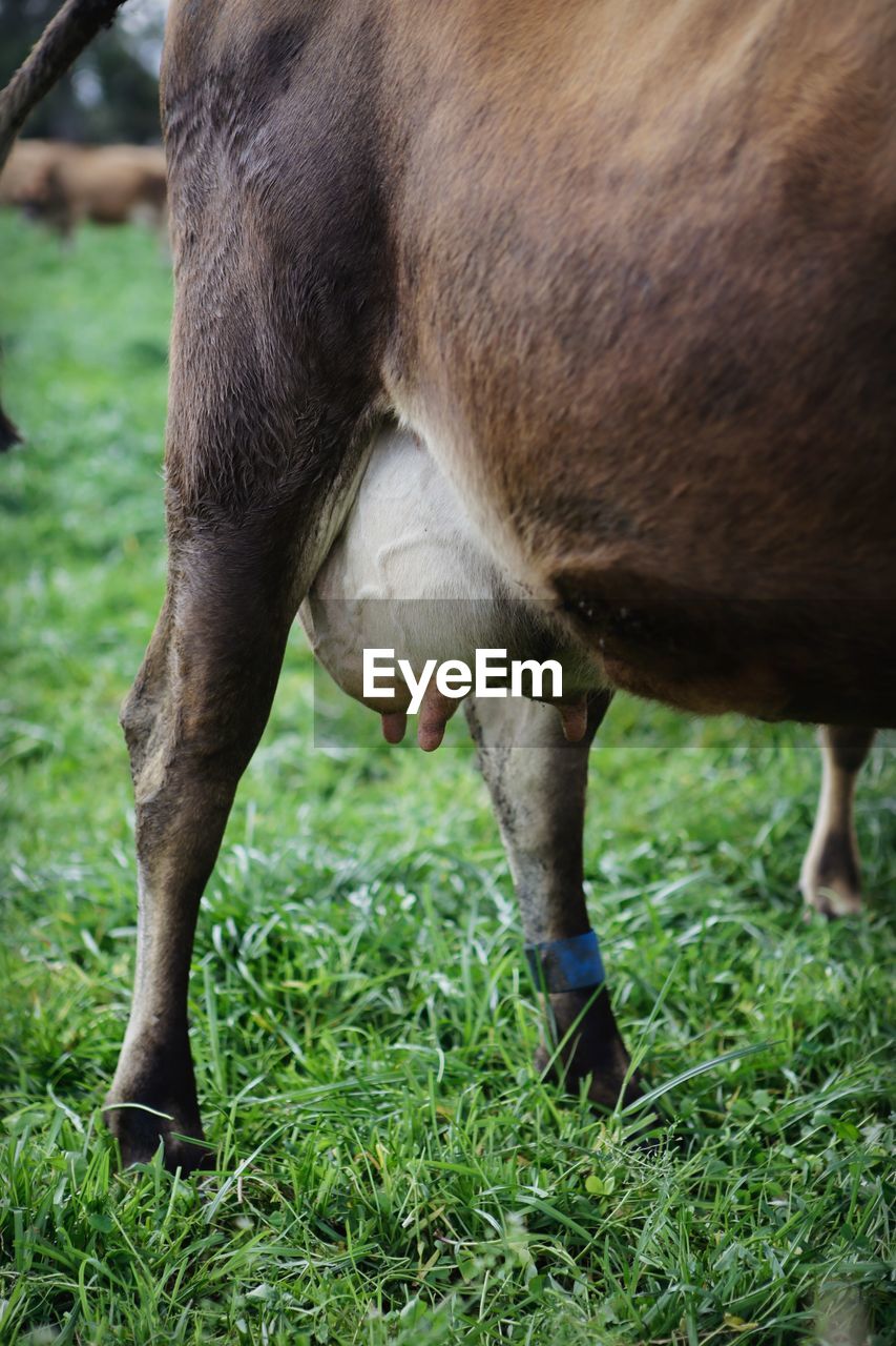 HORSE GRAZING ON FIELD