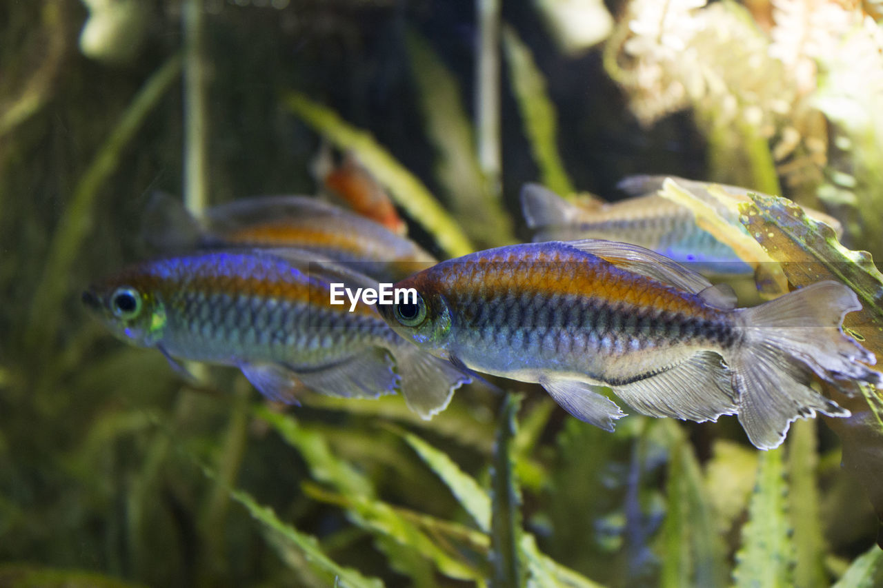 Close-up of fish swimming in water