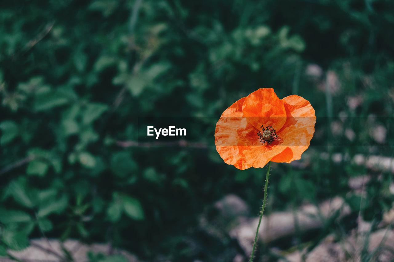 CLOSE-UP OF ORANGE POPPY ON LEAF