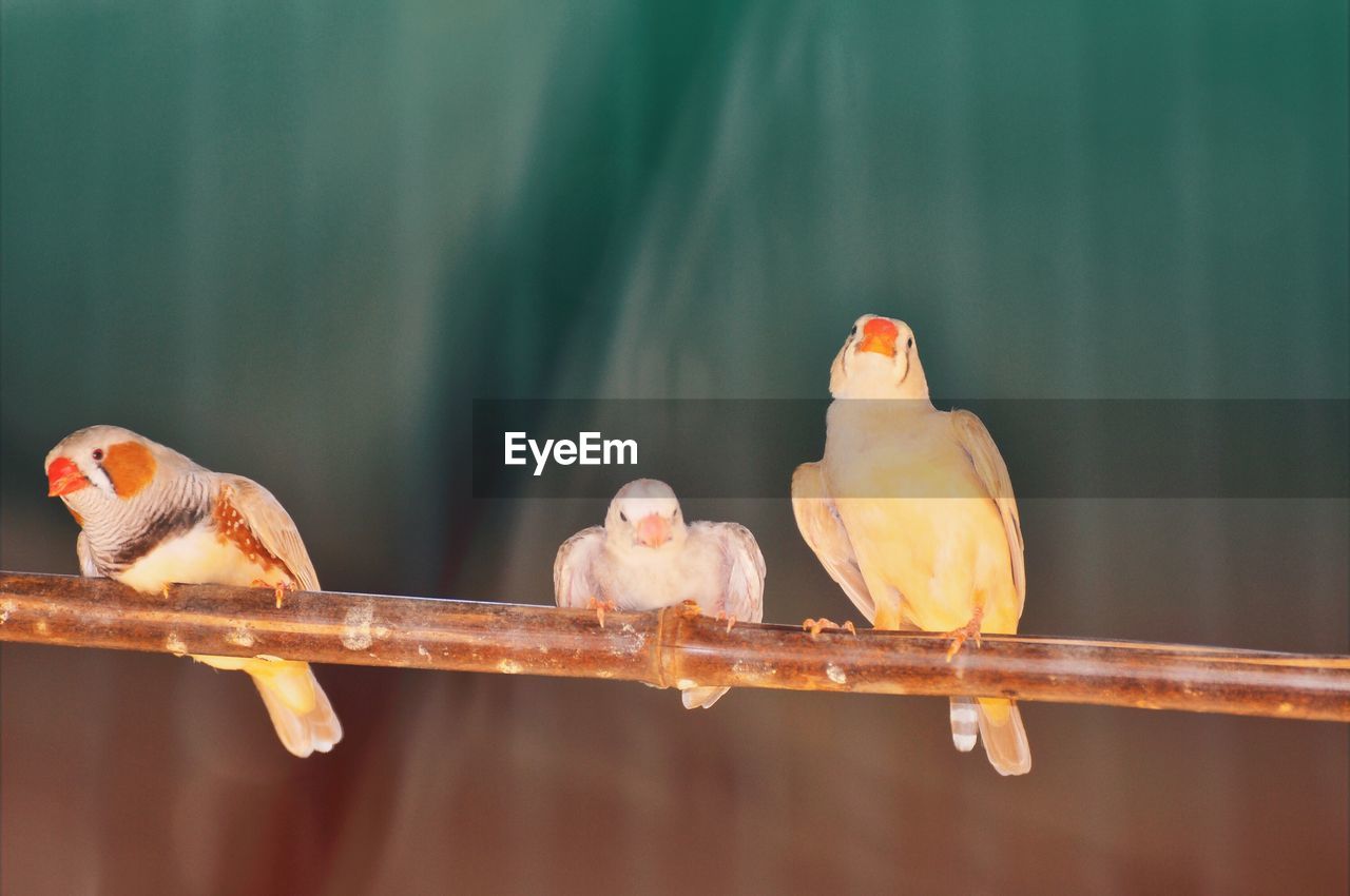 VIEW OF PARROT PERCHING