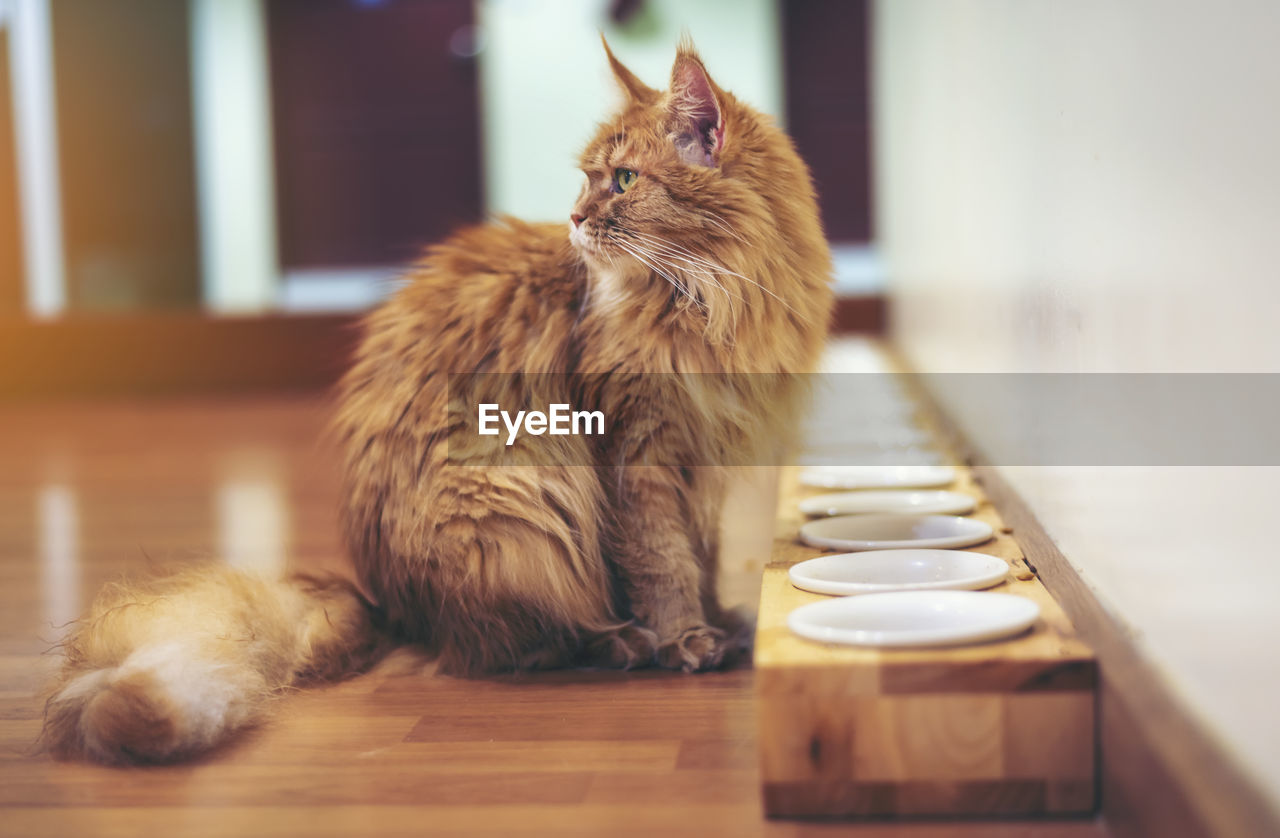 Cat sitting by plates on floor at home