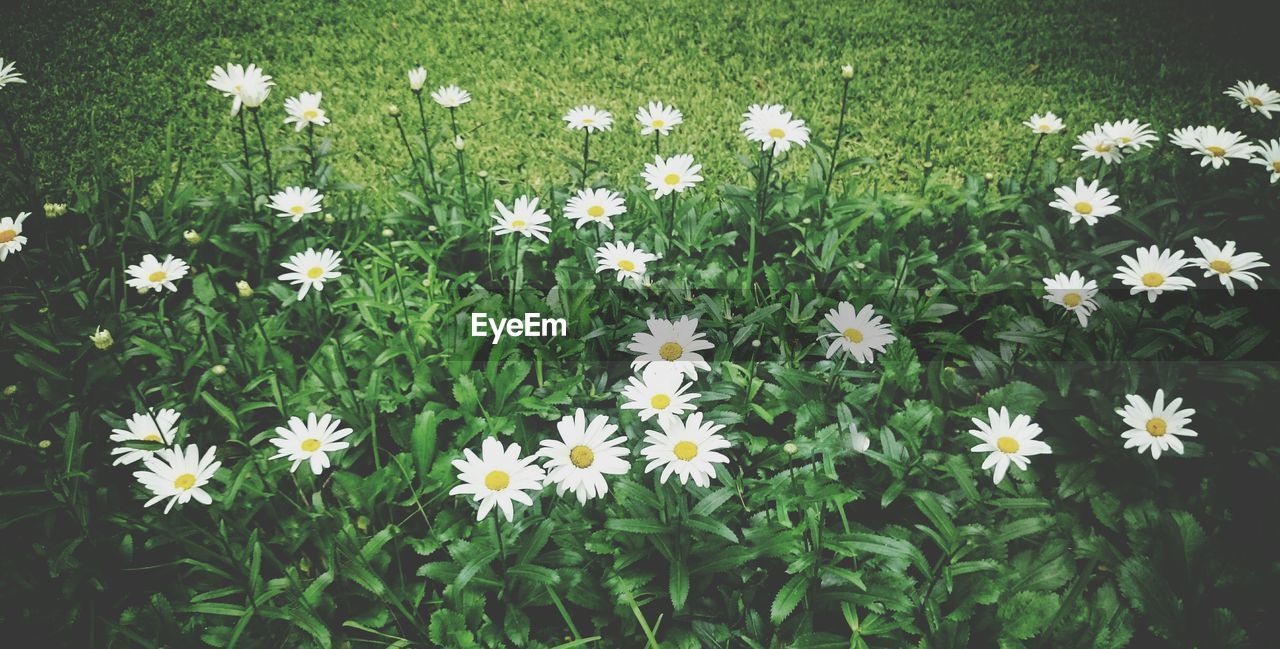 CLOSE-UP OF WHITE FLOWERS BLOOMING IN FIELD