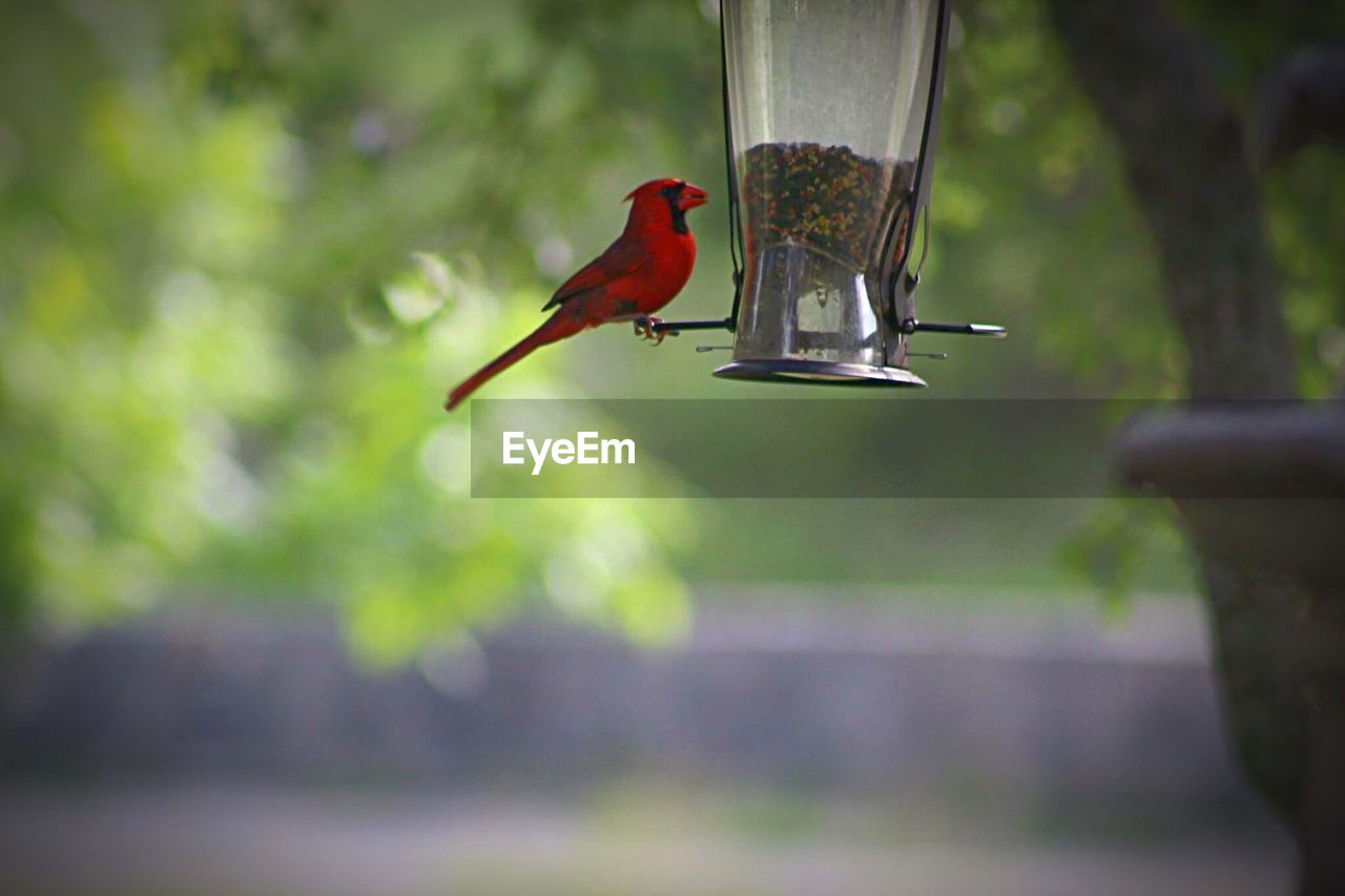 Close-up of bird perching on feeder