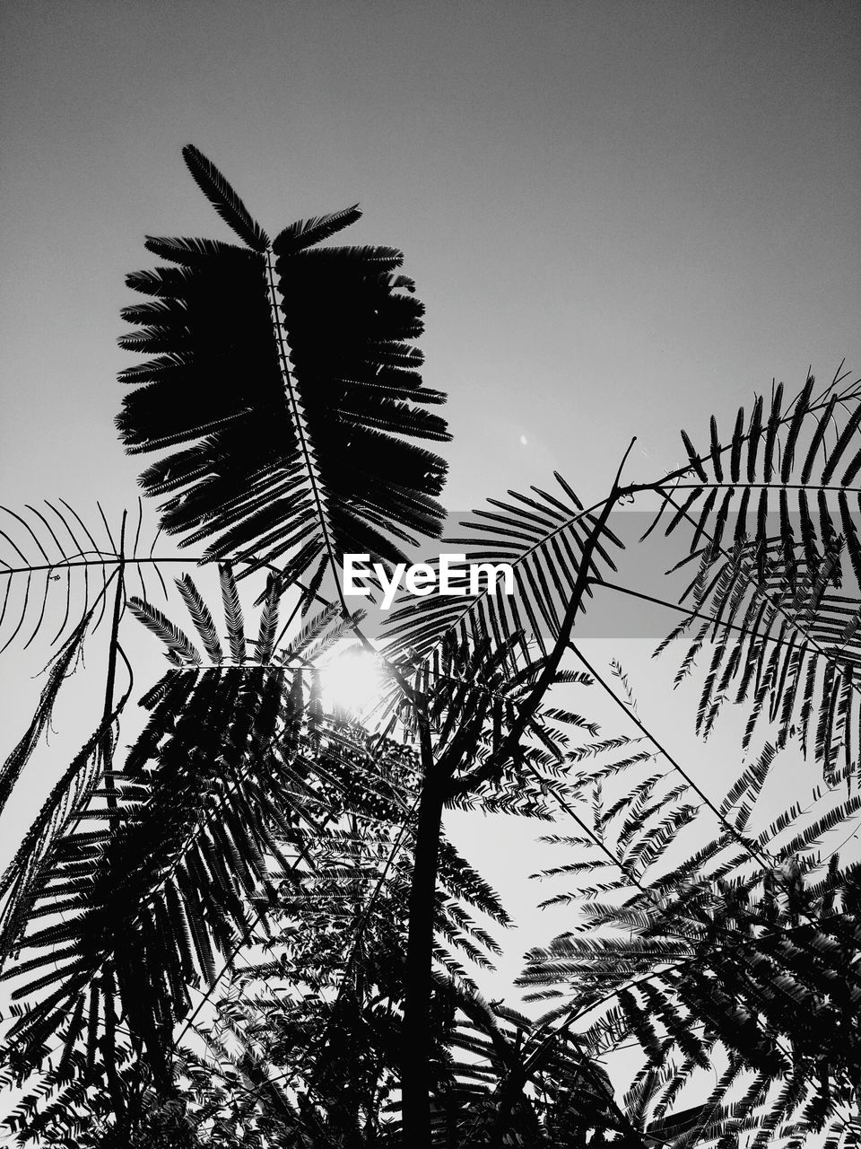 LOW ANGLE VIEW OF SILHOUETTE TREE AGAINST SKY