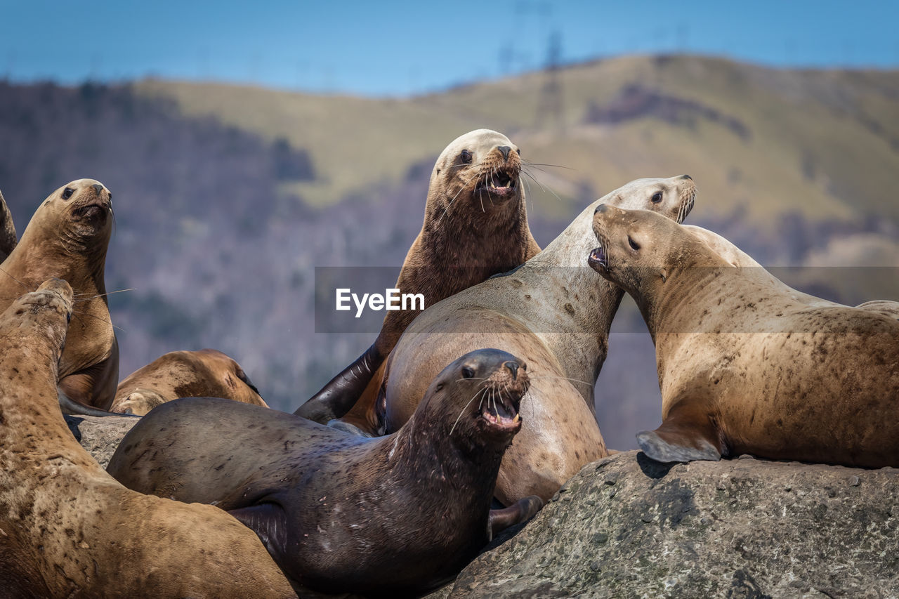 Seals on rock against mountain