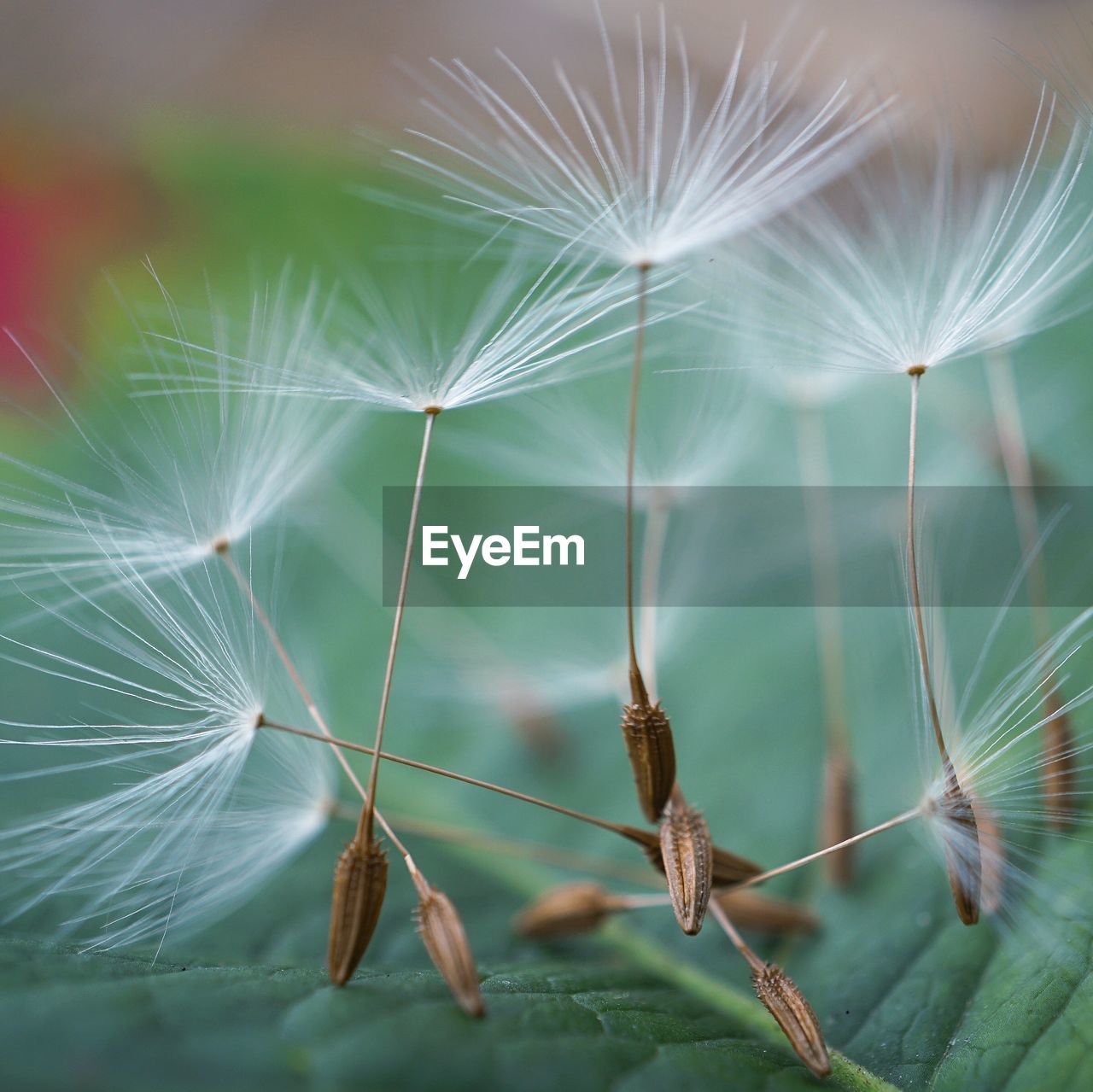 Close-up of dandelion seeds on leaf