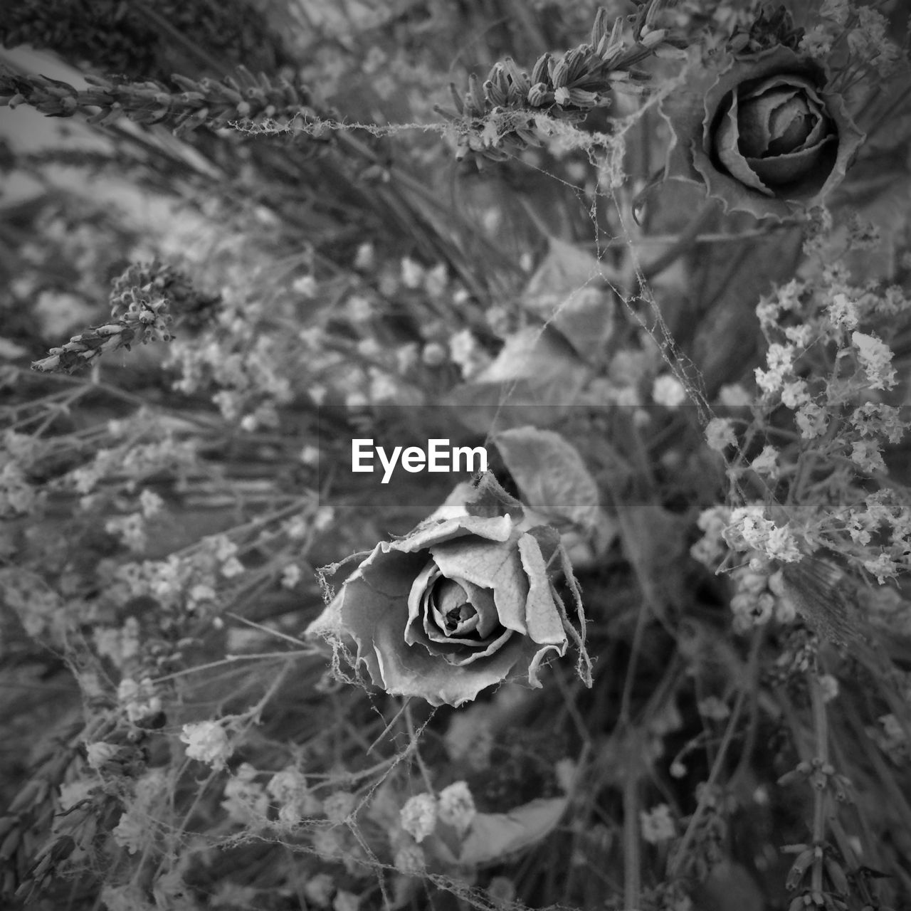 CLOSE-UP OF ROSE ON PLANT