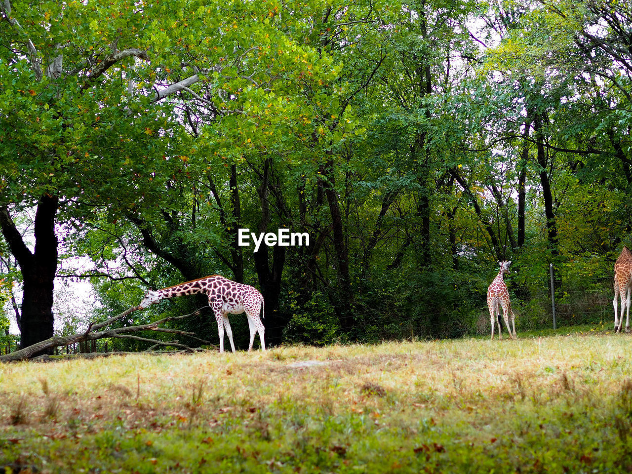 HORSE IN A FOREST