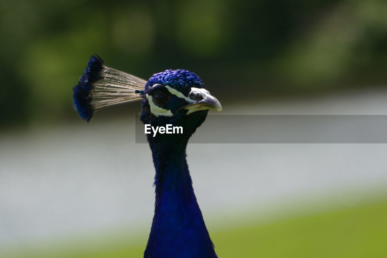 CLOSE-UP OF PEACOCK AGAINST BLUE WALL