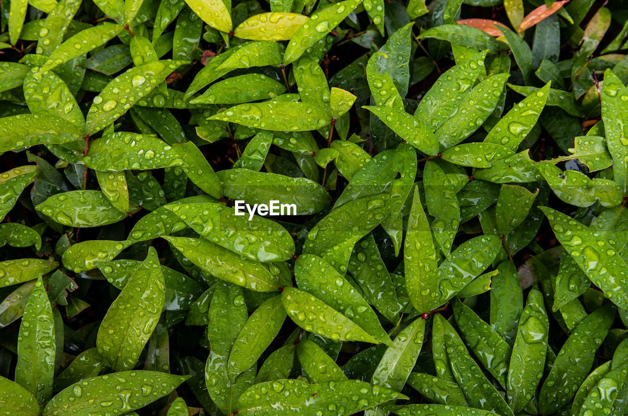 HIGH ANGLE VIEW OF WET LEAVES