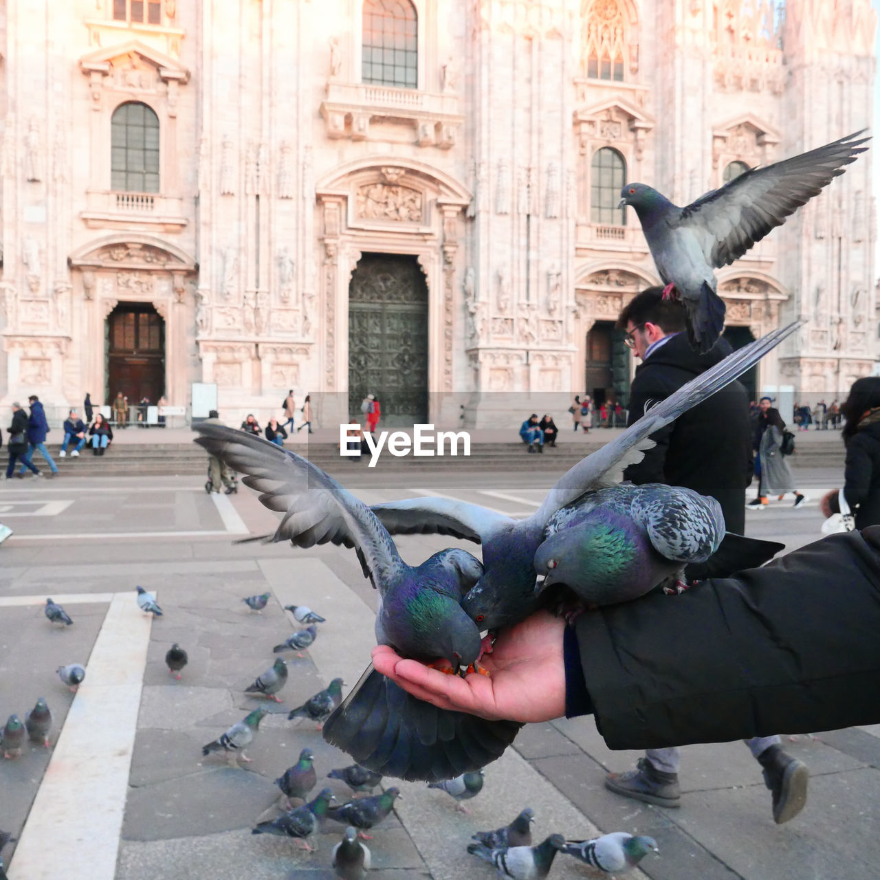 Cropped hand of mid adult man with pigeons against building in city