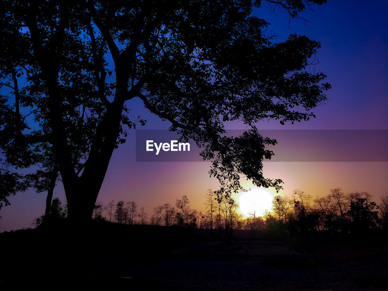 SILHOUETTE TREE ON FIELD AGAINST SKY DURING SUNSET