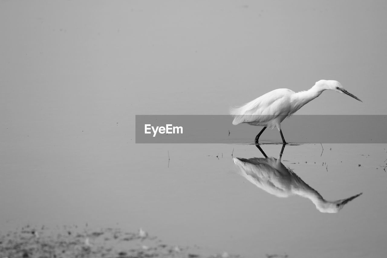 Heron in water