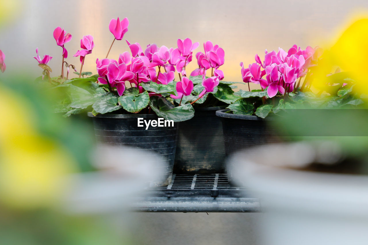 Close-up of pink flowering plants