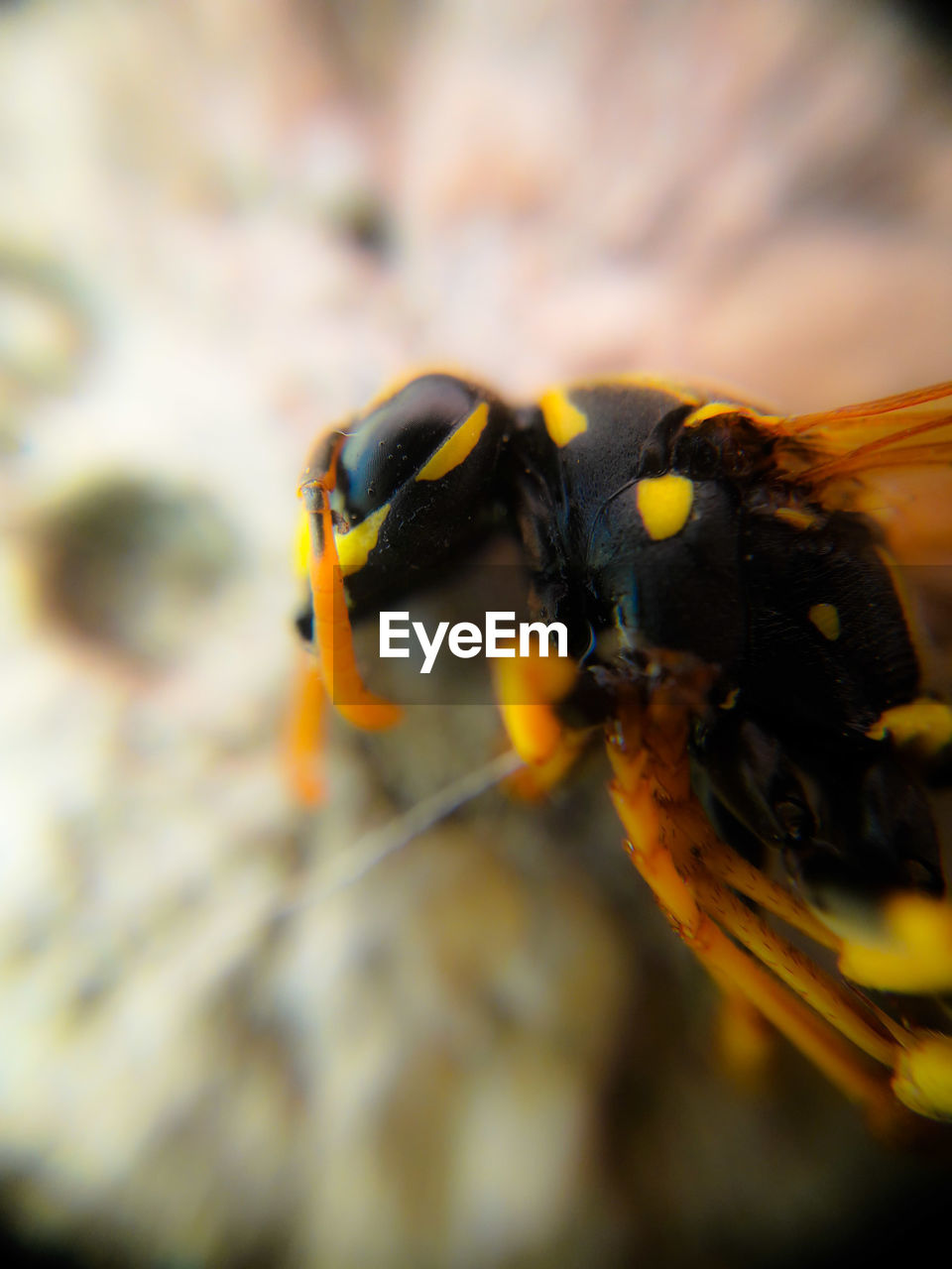 CLOSE-UP OF HONEY BEE ON LEAF