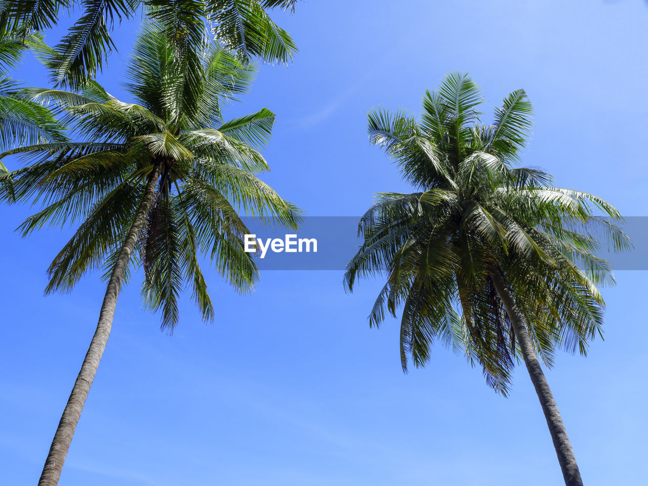 palm tree, tree, tropical climate, sky, plant, nature, blue, low angle view, tropical tree, borassus flabellifer, coconut palm tree, leaf, beauty in nature, no people, growth, outdoors, branch, clear sky, tree trunk, trunk, tranquility, day, palm leaf, flower, sunny, tropics, cloud, scenics - nature, travel destinations, travel, land, directly below, sunlight, environment, green, date palm tree, idyllic, wind
