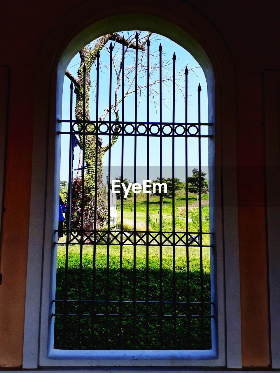 PLANTS SEEN THROUGH GLASS WINDOW