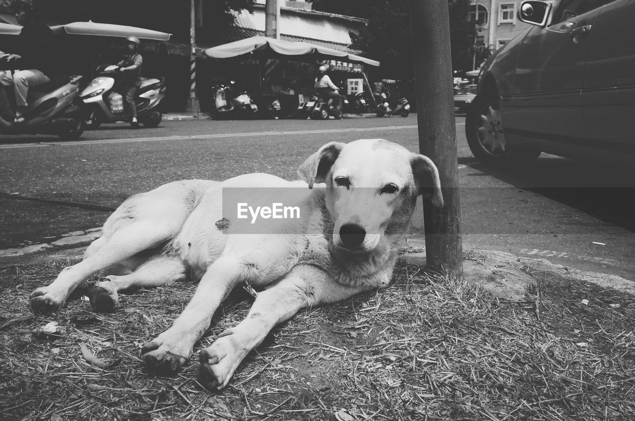 Full length portrait of dog lying on side of street