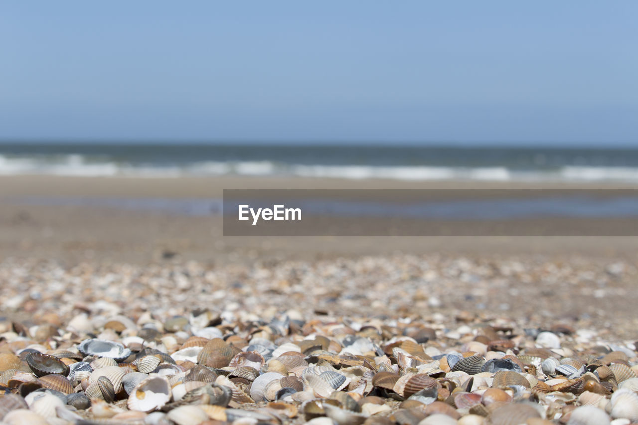 View of seashells on beach
