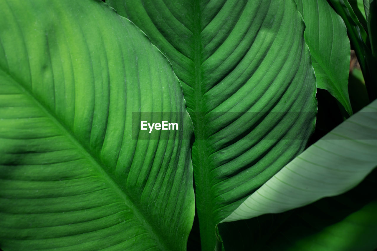 Closeup nature view of tropical leaves background, dark nature concept