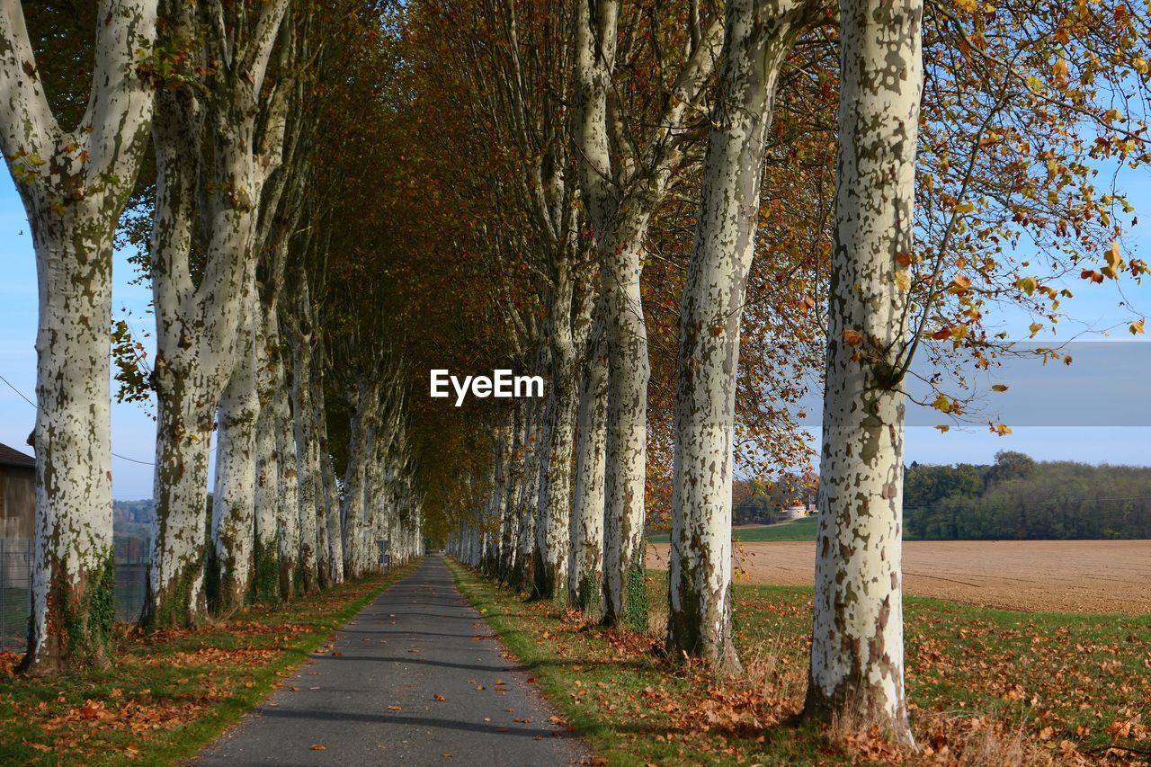 Road amidst trees against sky during autumn