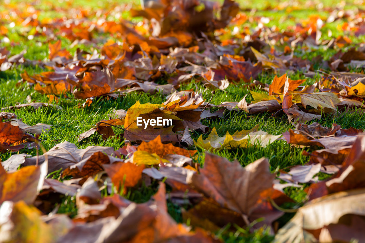 Close-up of autumn leaves on field