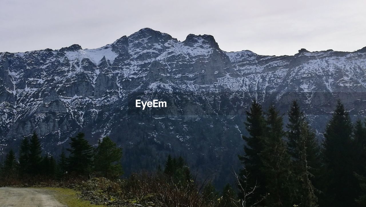 LOW ANGLE VIEW OF TREES ON SNOW COVERED MOUNTAIN