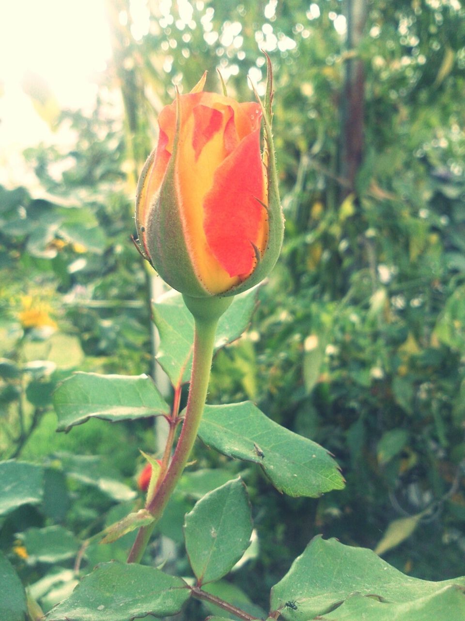 Close-up of orange rose bud