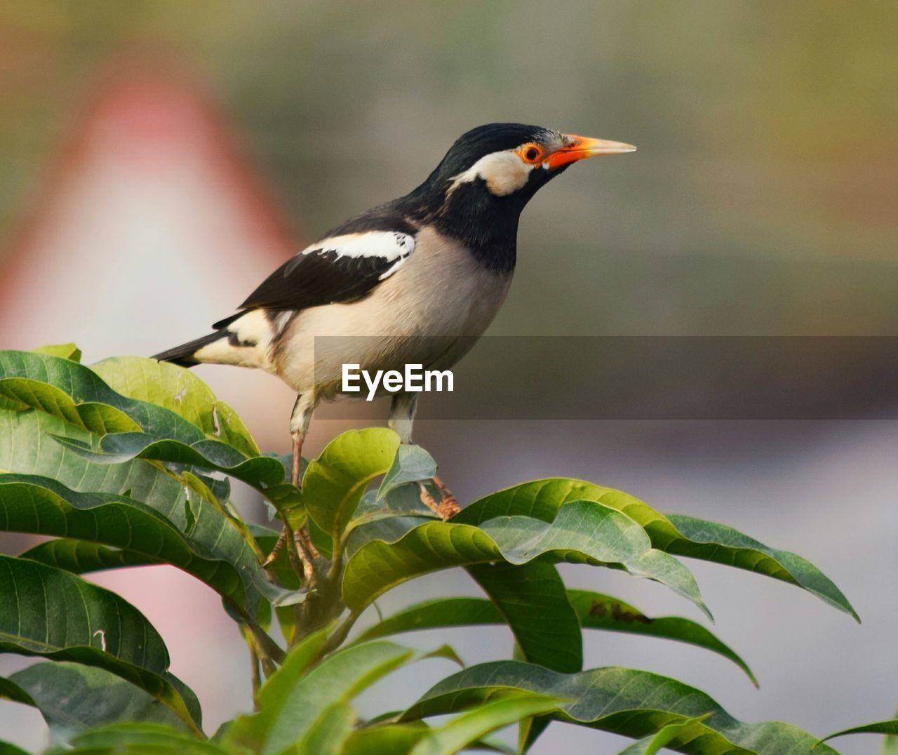 CLOSE-UP OF BIRD PERCHING ON PLANT OUTDOORS