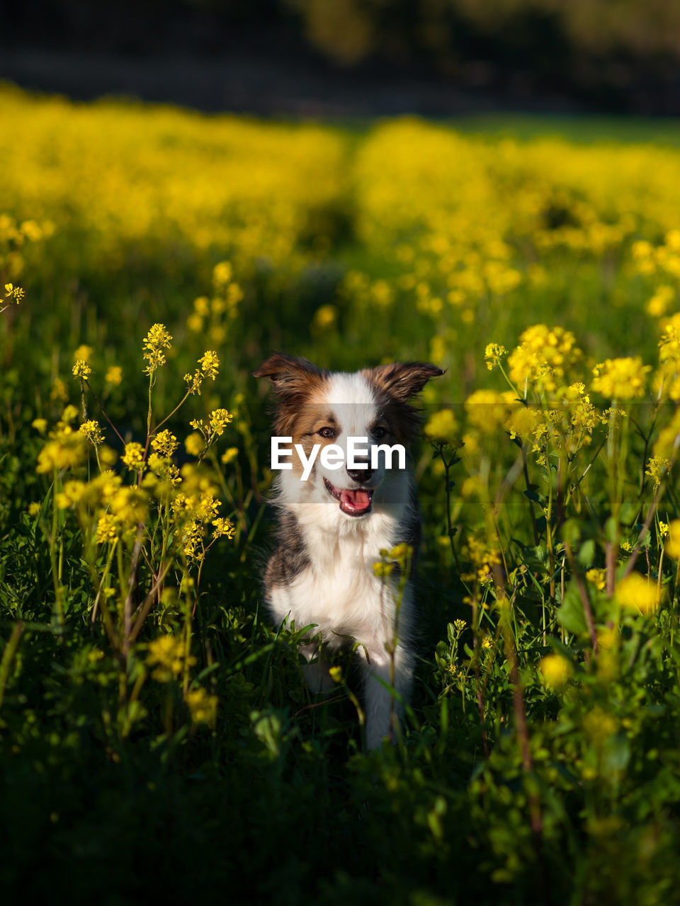 WHITE DOG ON FIELD