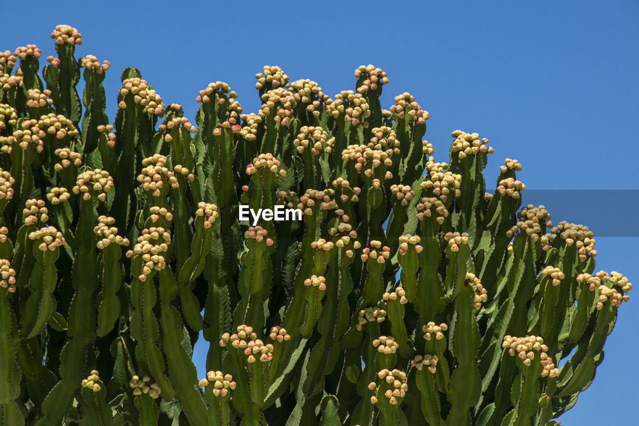 low angle view of flowering plants against clear blue sky