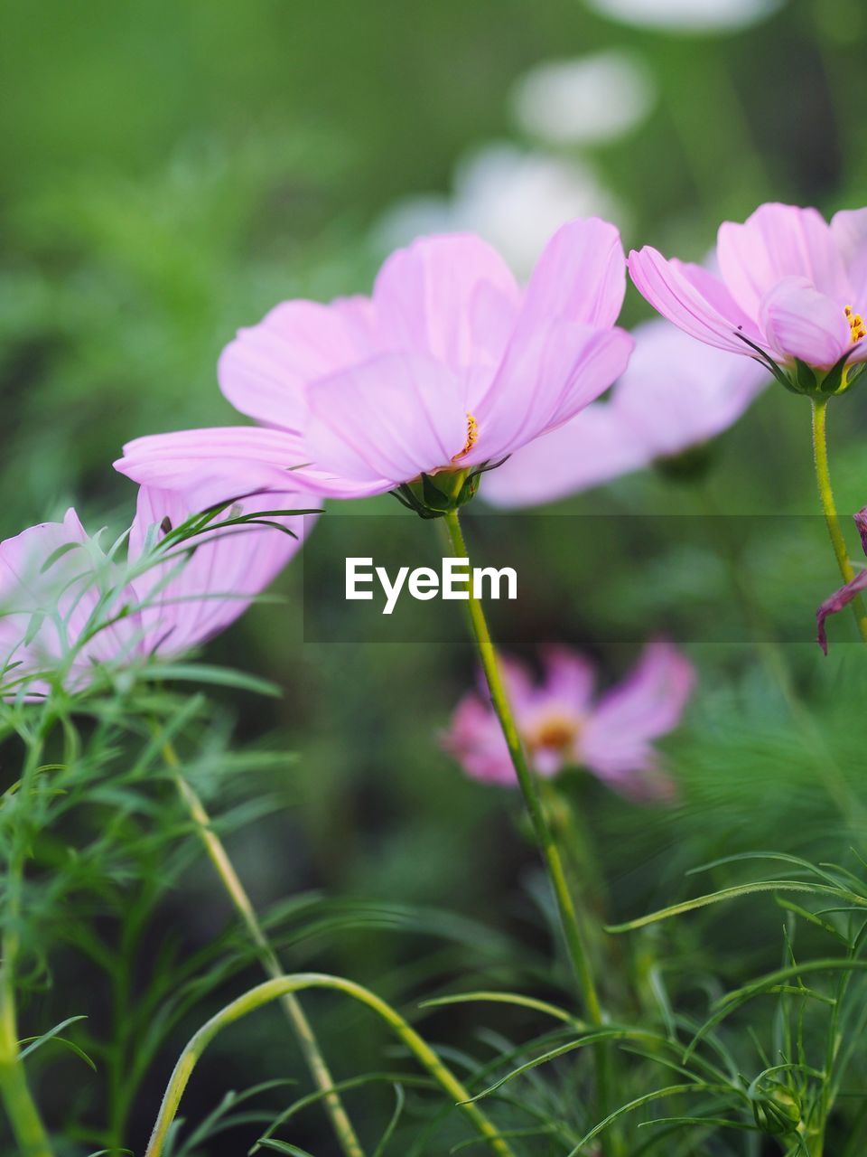 CLOSE-UP OF PINK FLOWERING PLANTS ON LAND