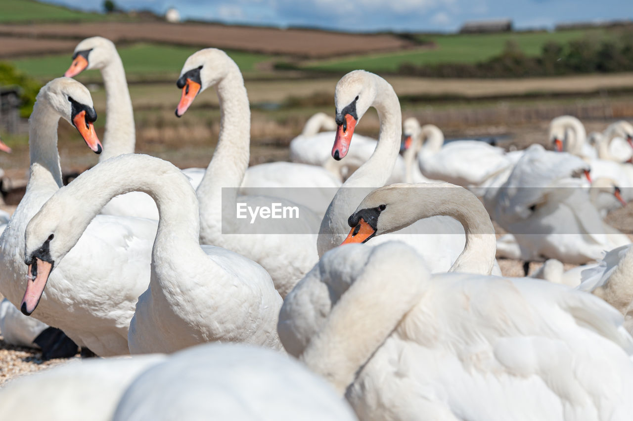 SWANS IN LAKE