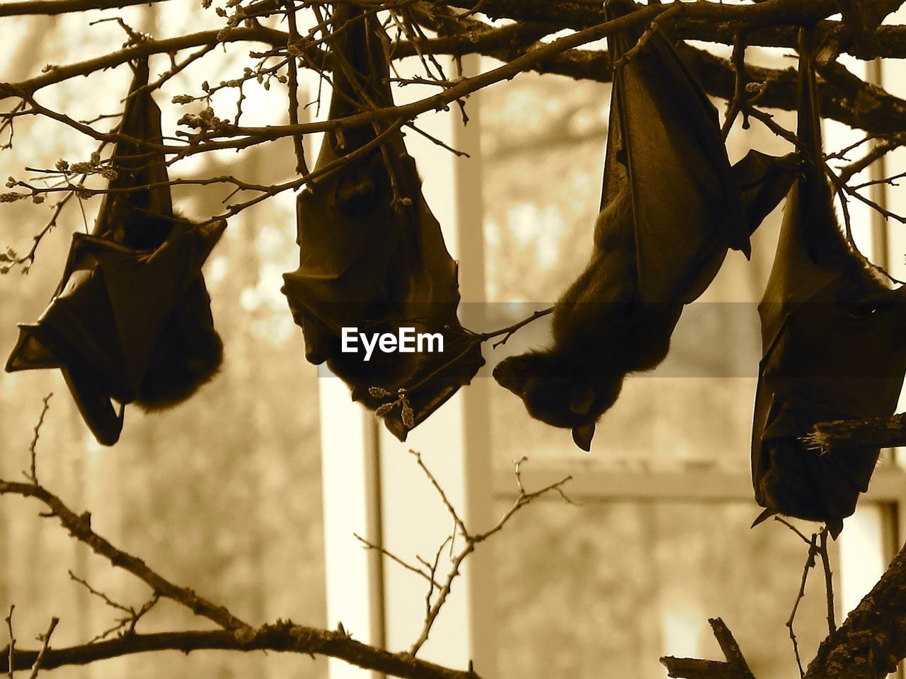 Bats hanging on tree branch in forest