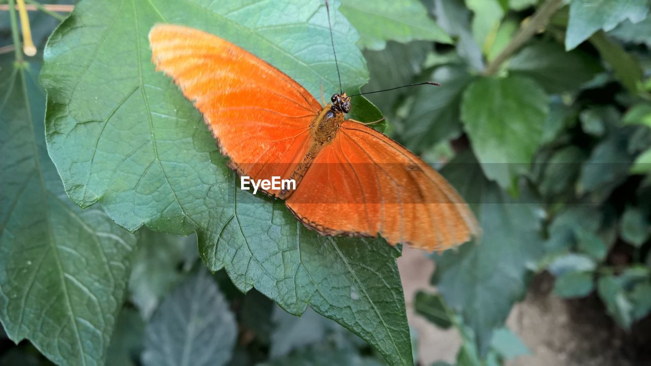 CLOSE-UP OF BUTTERFLY ON PLANT