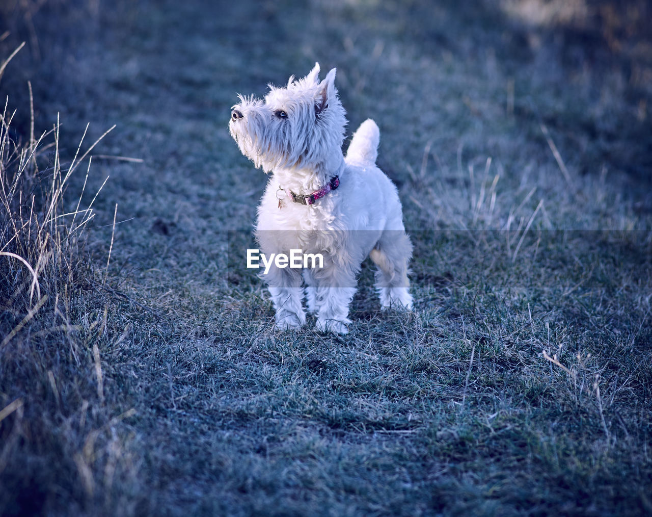 West highland white terrier on field