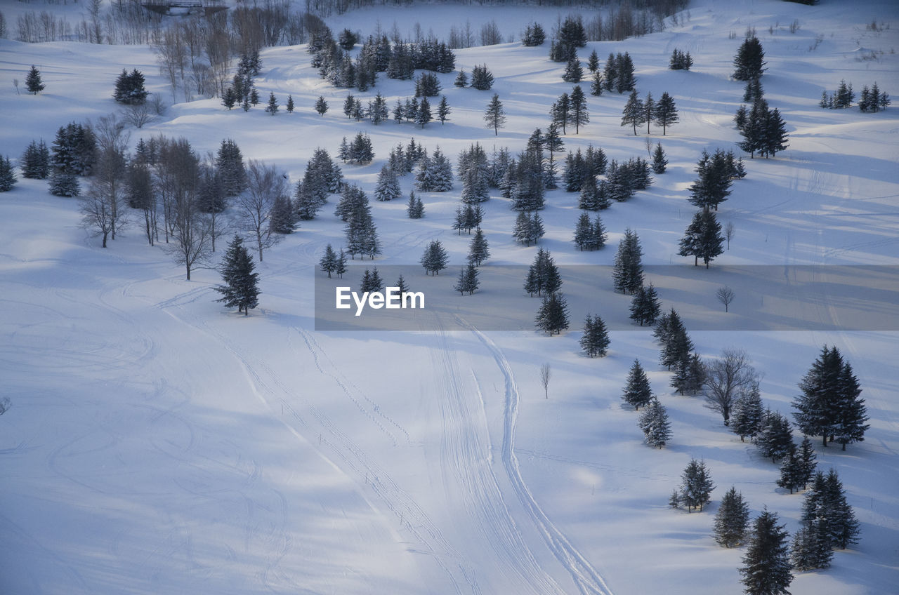 Trees on snow covered field