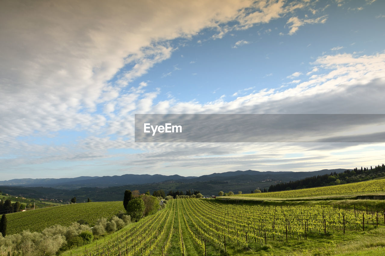 AGRICULTURAL FIELD AGAINST SKY