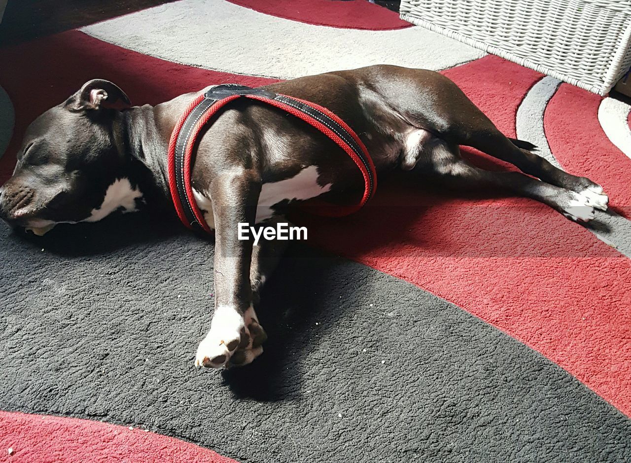 Close-up of dog sleeping on carpet