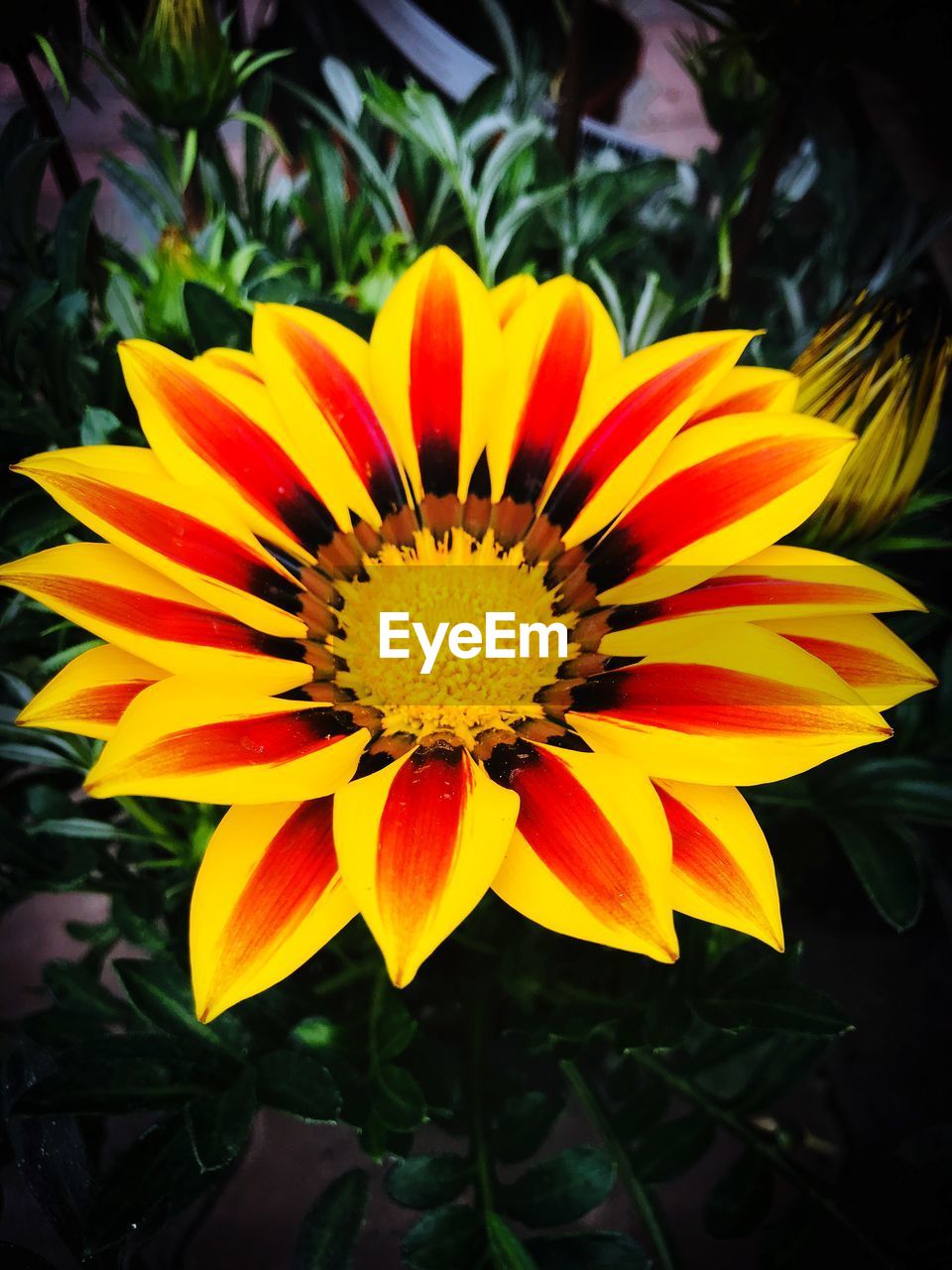 CLOSE-UP OF YELLOW FLOWER AND PLANTS