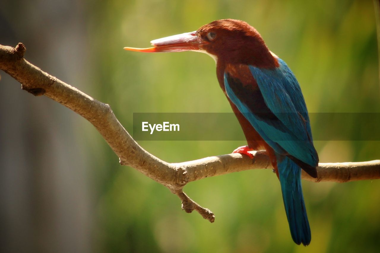 Close-up of kingfisher bird perching on branch