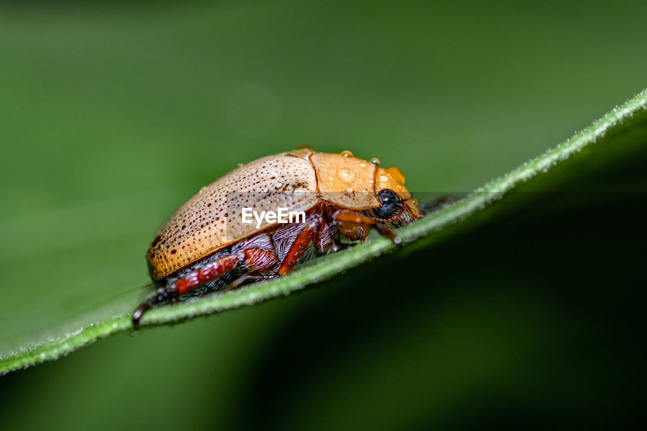 Close-up photo of wet  christmas beetle on a green leaf  