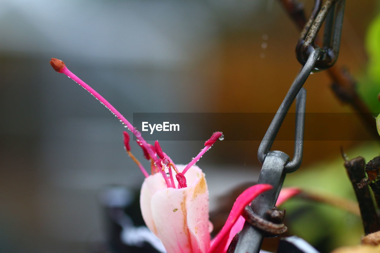 Close-up of pink flower by metal hook