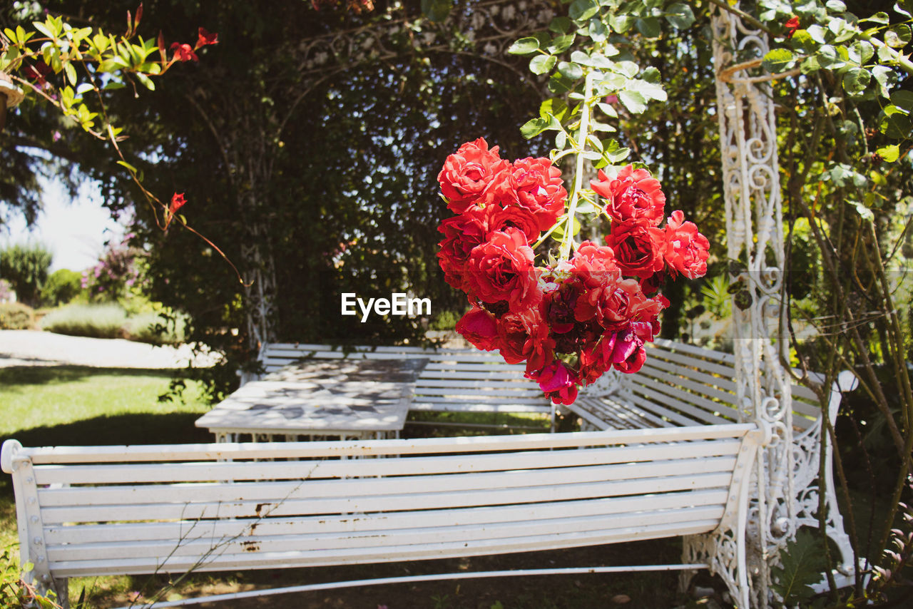 CLOSE-UP OF RED FLOWERING PLANTS AGAINST FENCE