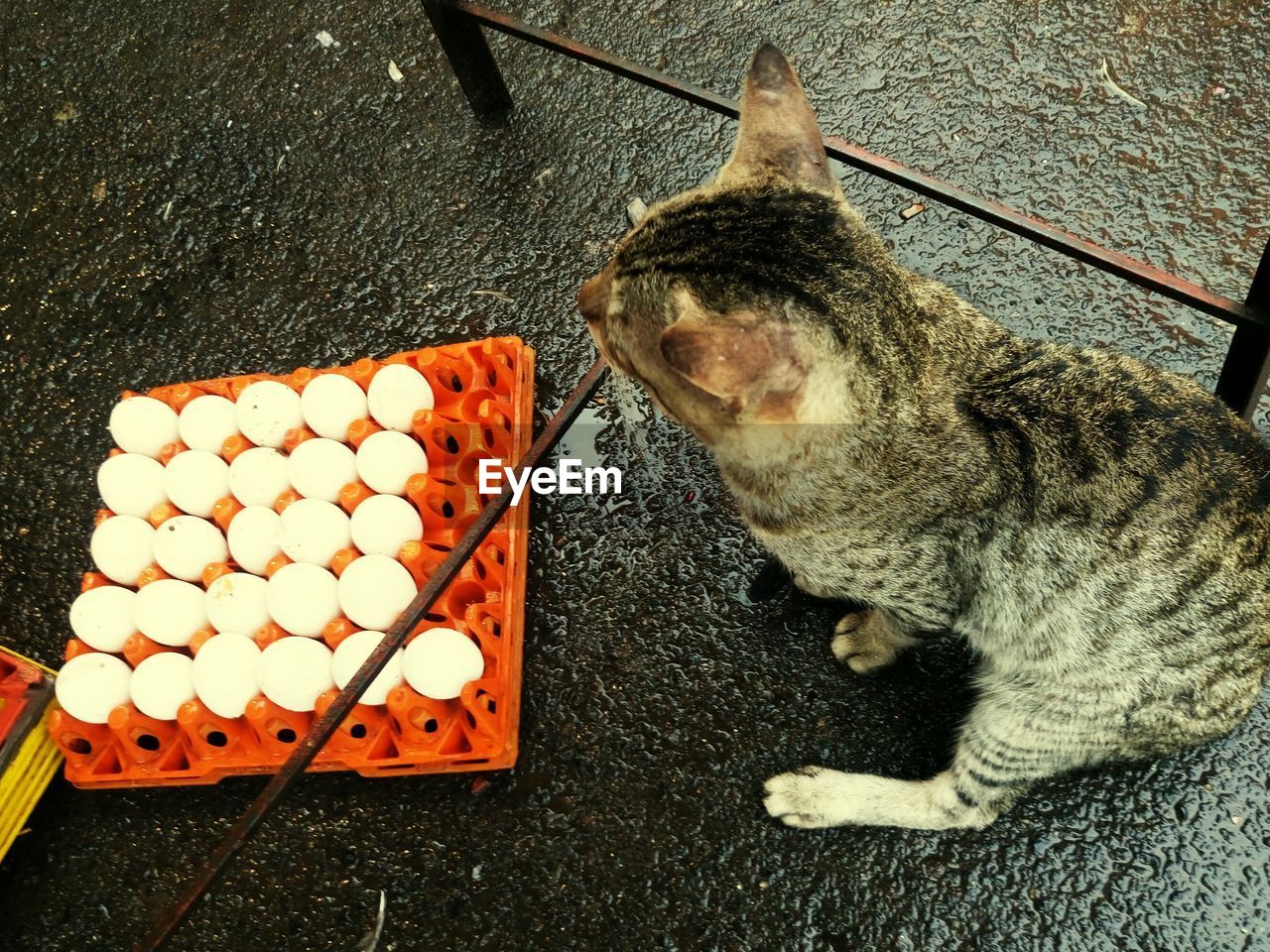 High angle view of cat sitting by egg carton on road