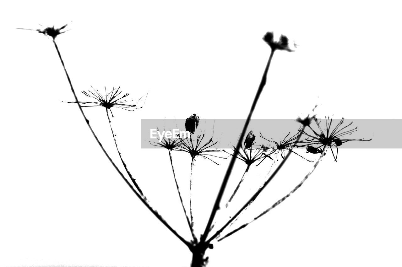 LOW ANGLE VIEW OF BIRD ON BRANCH AGAINST SKY