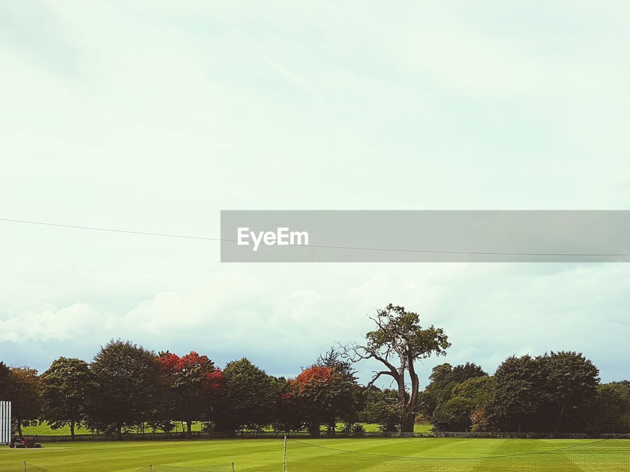 TREES AGAINST SKY