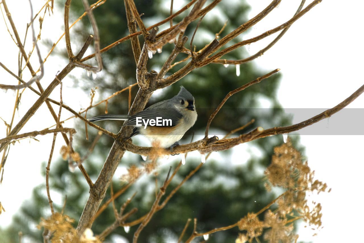 animal, animal themes, animal wildlife, tree, branch, wildlife, bird, plant, one animal, twig, perching, nature, no people, low angle view, focus on foreground, outdoors, beauty in nature, day