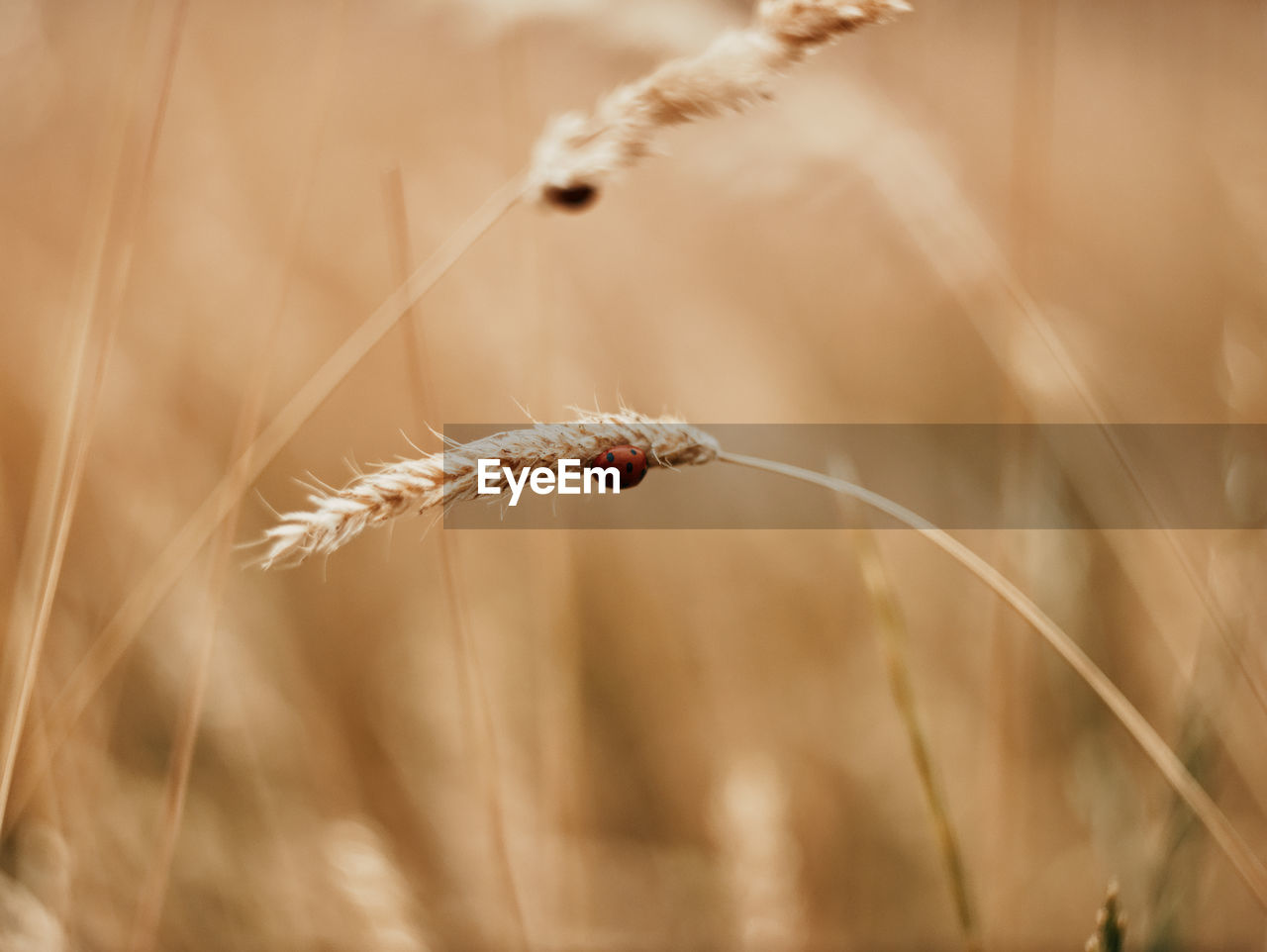 Close-up of ladybug on wheat